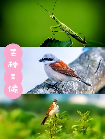 芒種三侯 (Copy).jpg
